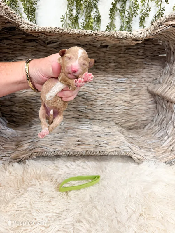 Spice – Goldendoodle puppy for sale in Mobile, AL