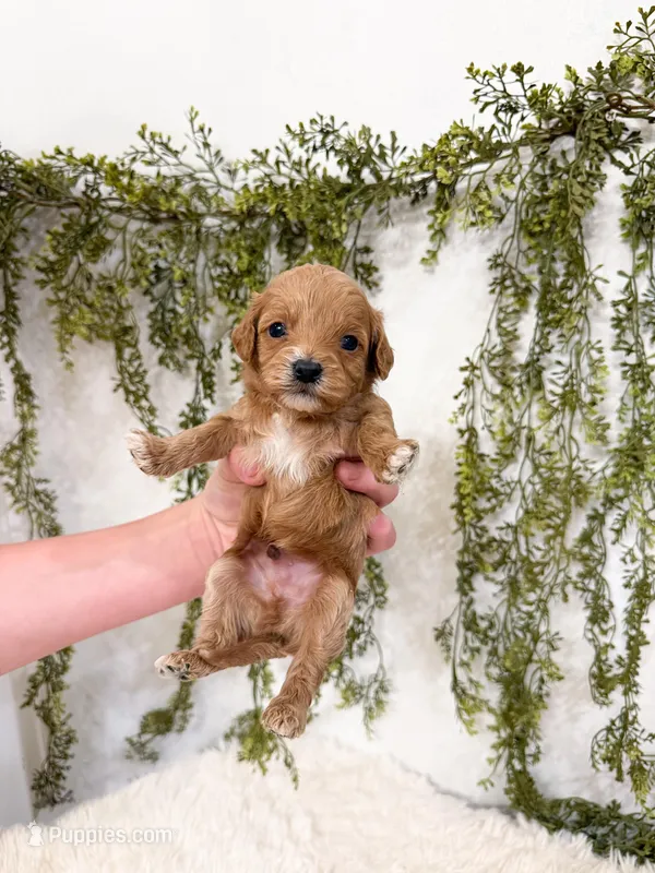 Theo – Cavapoo puppy for sale in Mobile, AL