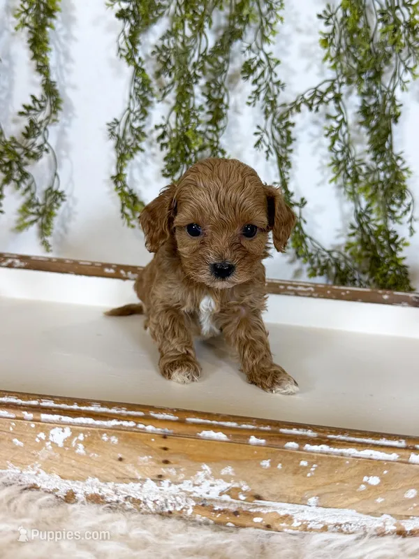 Theo – Cavapoo puppy for sale in Mobile, AL