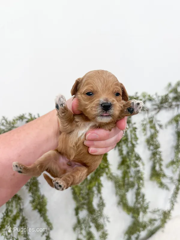 Theo – Cavapoo puppy for sale in Mobile, AL