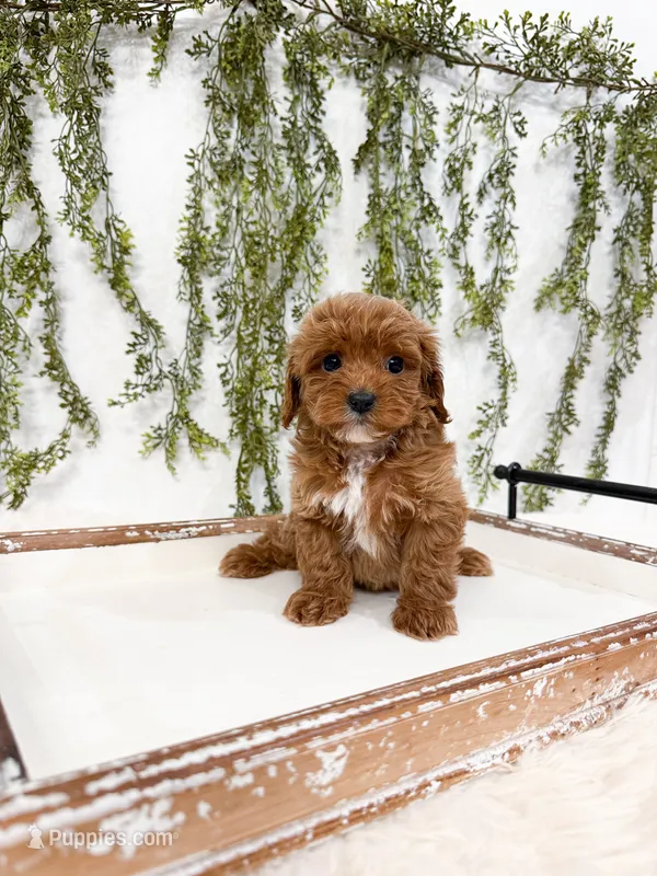 Colby – Cavapoo puppy on hold in Mobile, AL