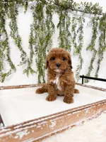 Colby, a male Cavapoo for sale in Mobile, AL – 1 of 2