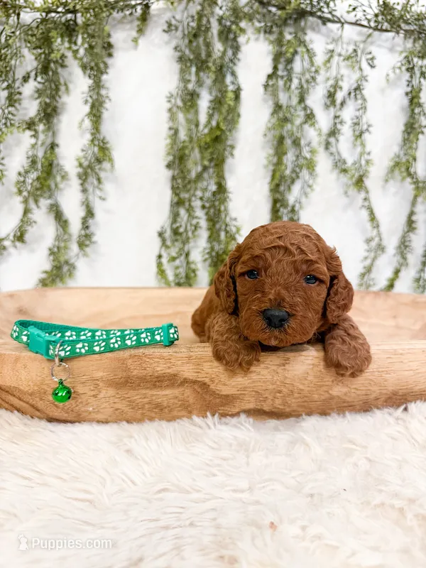 Gooseberry – Poodle - Miniature , Miniature Goldendoodle puppy for sale in Mobile, AL