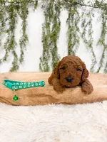 Gooseberry, a male Poodle - Miniature  and Miniature Goldendoodle for sale in Mobile, AL – 5 of 7
