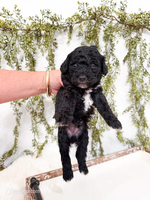 Olive – Poodle - Miniature , Miniature Goldendoodle puppy for sale in Mobile, AL