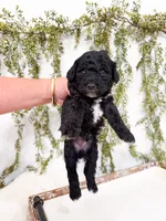 Olive, a female Poodle - Miniature  and Miniature Goldendoodle for sale in Mobile, AL – 3 of 5