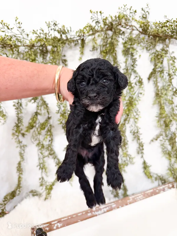 Luna – Poodle - Miniature , Miniature Goldendoodle puppy for sale in Mobile, AL