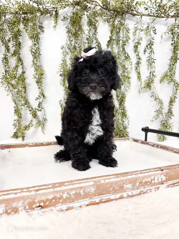 Luna – Poodle - Miniature , Miniature Goldendoodle puppy for sale in Mobile, AL