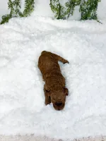 Raspberry , a female Poodle - Miniature  and Miniature Goldendoodle for sale in Mobile, AL – 2 of 2