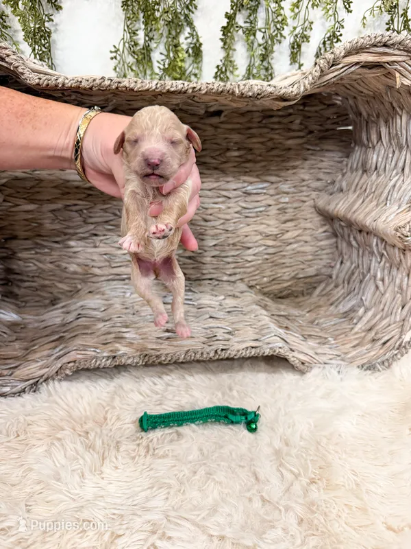 Timber – Goldendoodle puppy for sale in Mobile, AL