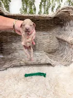 Timber, a male Goldendoodle for sale in Mobile, AL – 1 of 1