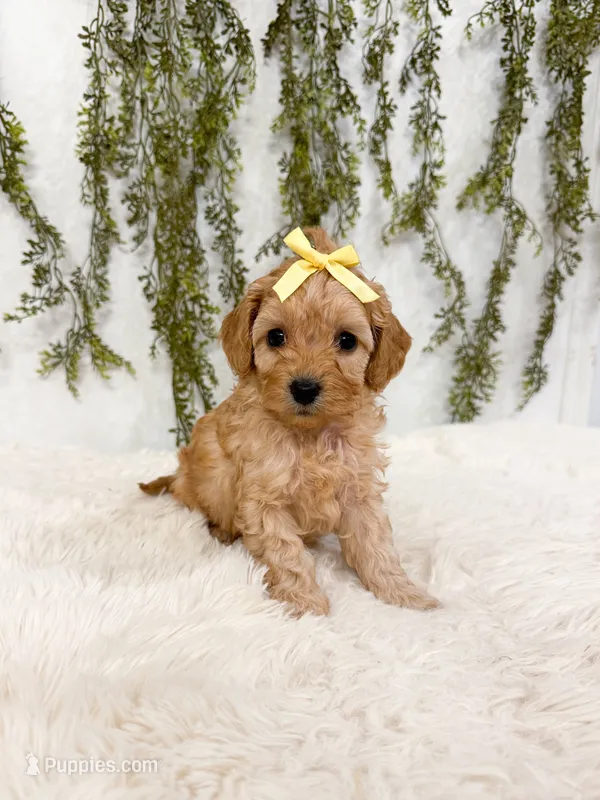 Micro Sunny – Cavapoo, Poodle - Toy  puppy for sale in Mobile, AL