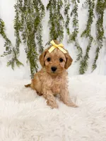 Micro Sunny, a female Cavapoo and Poodle - Toy  for sale in Mobile, AL – 1 of 1