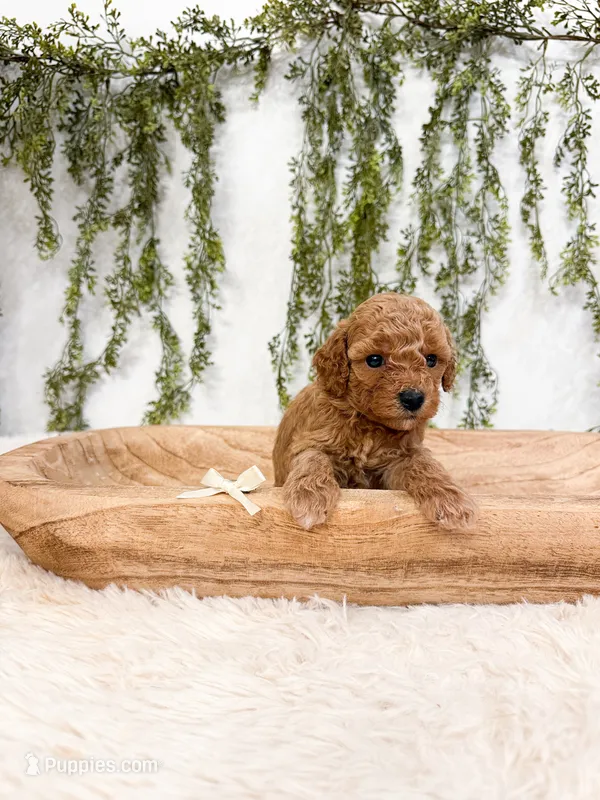 Cinnamon – Poodle - Miniature  puppy on hold in Mobile, AL