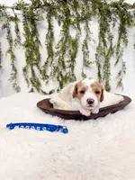 Milo, a male Poodle - Miniature  and Miniature Goldendoodle for sale in Mobile, AL – Photo 5 of 7