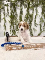 Milo, a male Poodle - Miniature  and Miniature Goldendoodle for sale in Mobile, AL – Photo 4 of 7