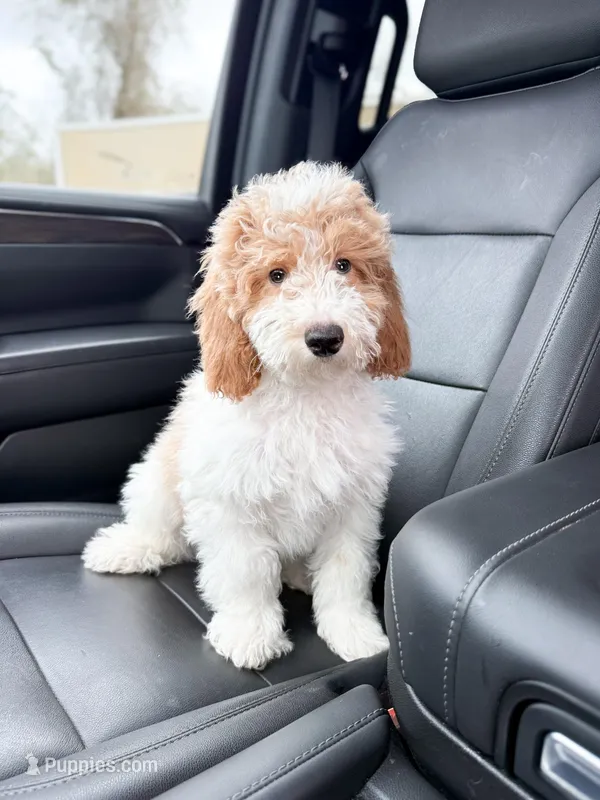 Milo – Poodle - Miniature , Miniature Goldendoodle puppy for sale in Mobile, AL