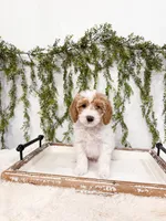 Milo, a male Poodle - Miniature  and Miniature Goldendoodle for sale in Mobile, AL – Photo 2 of 7