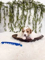 Milo, a male Poodle - Miniature  and Miniature Goldendoodle for sale in Mobile, AL – Photo 6 of 7