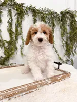 Milo, a male Poodle - Miniature  and Miniature Goldendoodle for sale in Mobile, AL – Photo 1 of 7