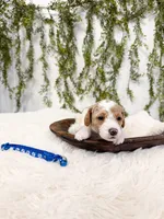 Milo, a male Poodle - Miniature  and Miniature Goldendoodle for sale in Mobile, AL – Photo 7 of 7