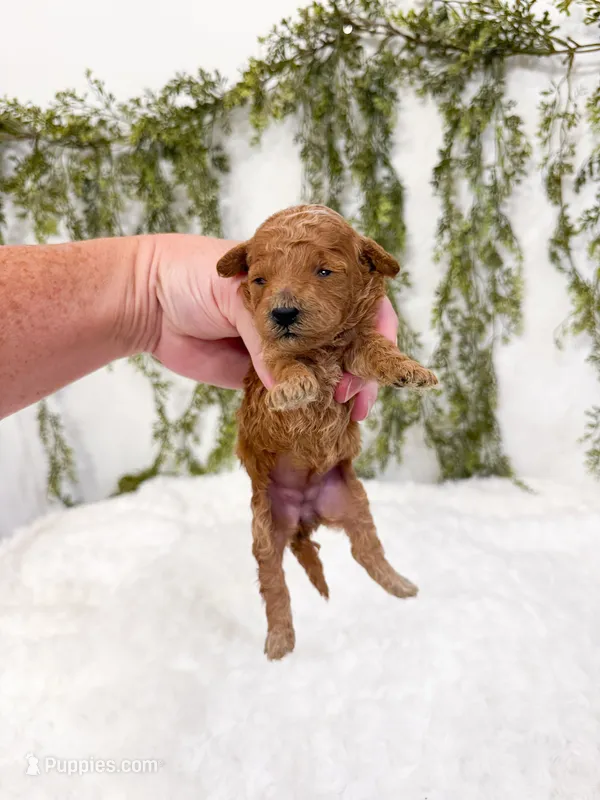 Blackberry  – Poodle - Miniature , Miniature Goldendoodle puppy for sale in Mobile, AL
