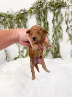 Blackberry , a female Poodle - Miniature  and Miniature Goldendoodle for sale in Mobile, AL – 1 of 1
