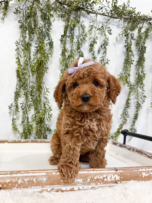 Cherry – Poodle - Miniature , Miniature Goldendoodle puppy for sale in Mobile, AL