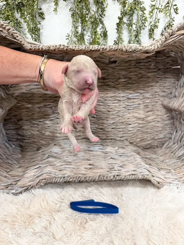 Forrest – Goldendoodle puppy for sale in Mobile, AL