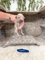 Forrest, a male Goldendoodle for sale in Mobile, AL – 1 of 1