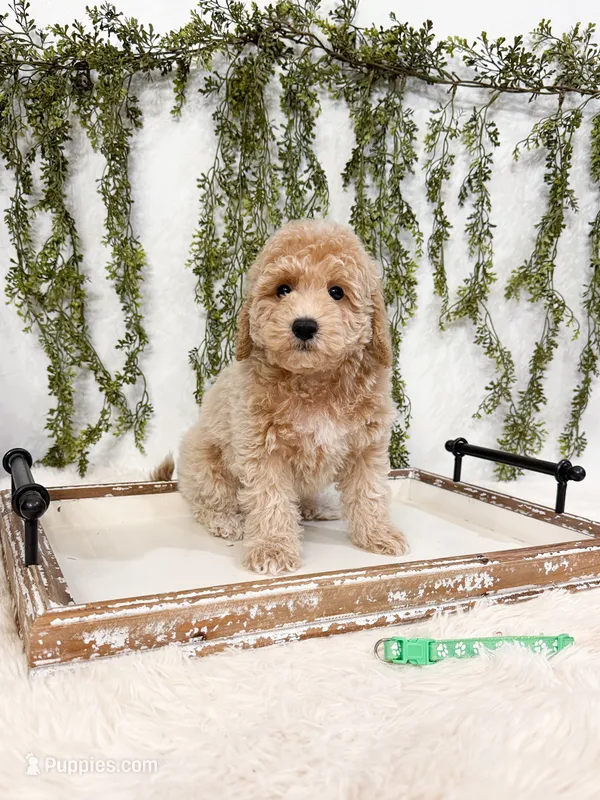 Kiwi – Poodle - Miniature , Miniature Goldendoodle puppy for sale in Mobile, AL