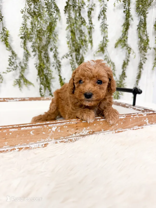 Goldie – Poodle - Miniature , Miniature Goldendoodle puppy for sale in Mobile, AL