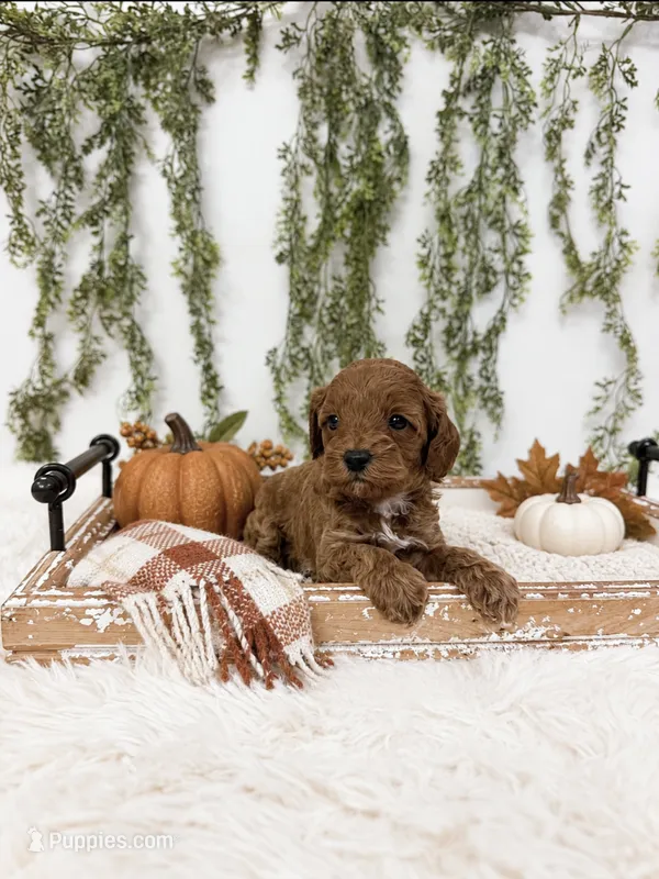 Boone – Cavapoo puppy for sale in Mobile, AL