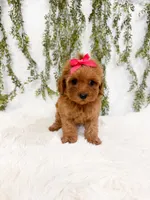 Micro Capri, a female Cavapoo and Poodle - Toy  for sale in Mobile, AL – 2 of 3