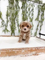 Miles, a male Cavapoo for sale in Mobile, AL – 2 of 6