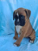 Tinker, a female Boxer for sale in Mifflintown, PA – 5 of 5