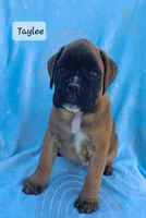 Taylee, a female Boxer for sale in Mifflintown, PA – 2 of 4