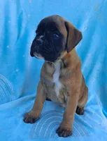 Taylee, a female Boxer for sale in Mifflintown, PA – 3 of 4