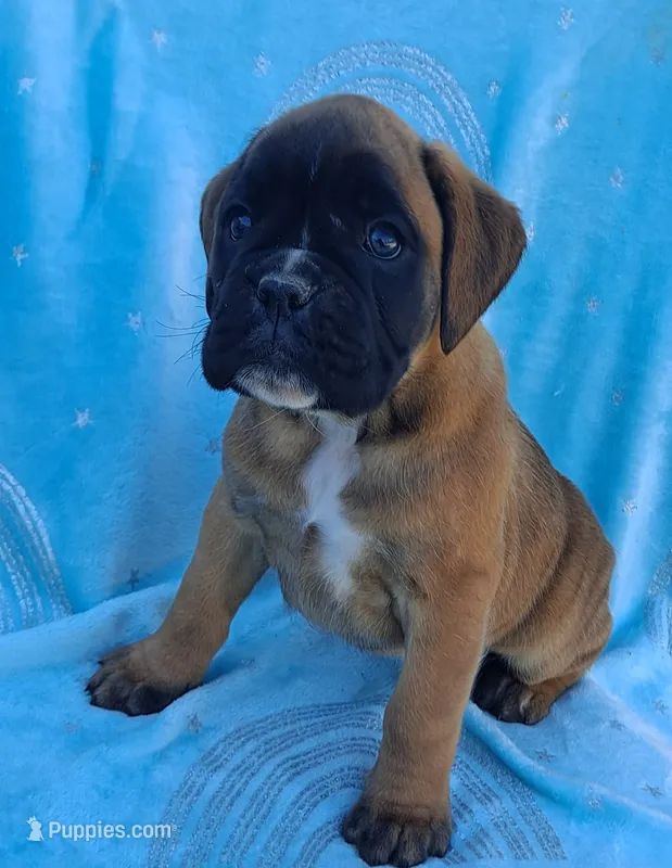 Taylee – Boxer puppy for sale in Mifflintown, PA