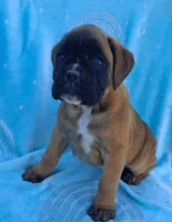 Taylee, a female Boxer for sale in Mifflintown, PA – 1 of 4