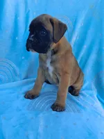 Taylee, a female Boxer for sale in Mifflintown, PA – 4 of 4