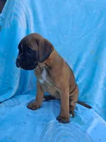 Trixie, a female Boxer for sale in Mifflintown, PA – 4 of 4