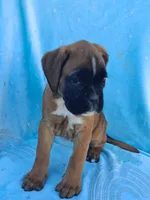 Thea, a female Boxer for sale in Mifflintown, PA – 4 of 4