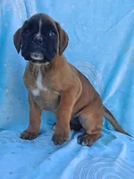 Trixie, a female Boxer for sale in Mifflintown, PA – 3 of 4