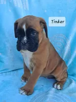 Tinker, a female Boxer for sale in Mifflintown, PA – 3 of 5