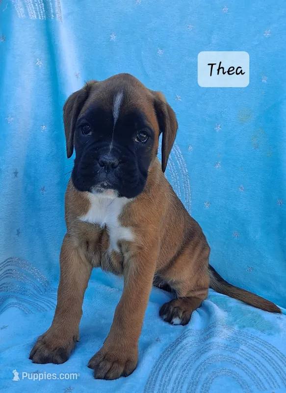 Thea – Boxer puppy for sale in Mifflintown, PA