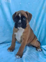 Tinker, a female Boxer for sale in Mifflintown, PA – 4 of 5