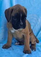 Trixie, a female Boxer for sale in Mifflintown, PA – 2 of 4
