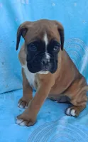 Tinker, a female Boxer for sale in Mifflintown, PA – 2 of 5