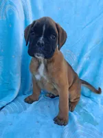 Thea, a female Boxer for sale in Mifflintown, PA – 3 of 4